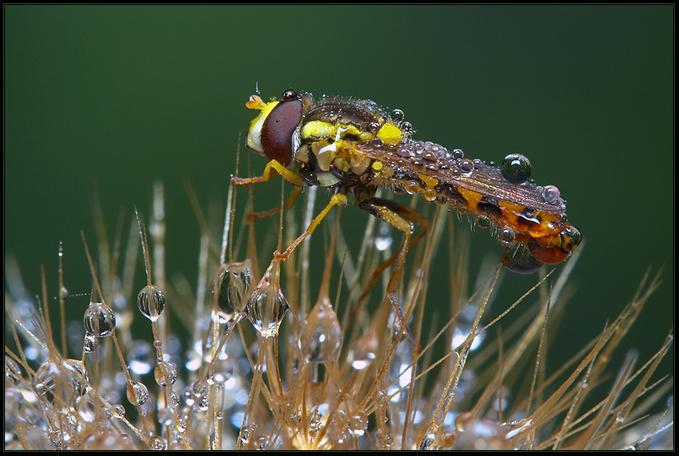 تاثير الماء على الحشرات