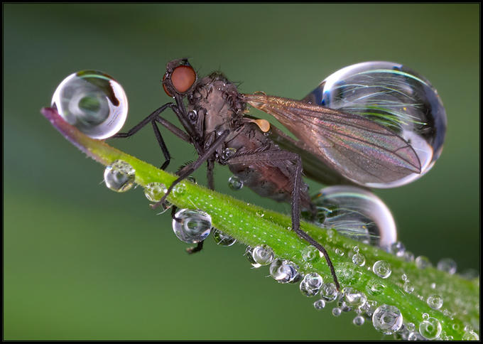 تاثير الماء على الحشرات